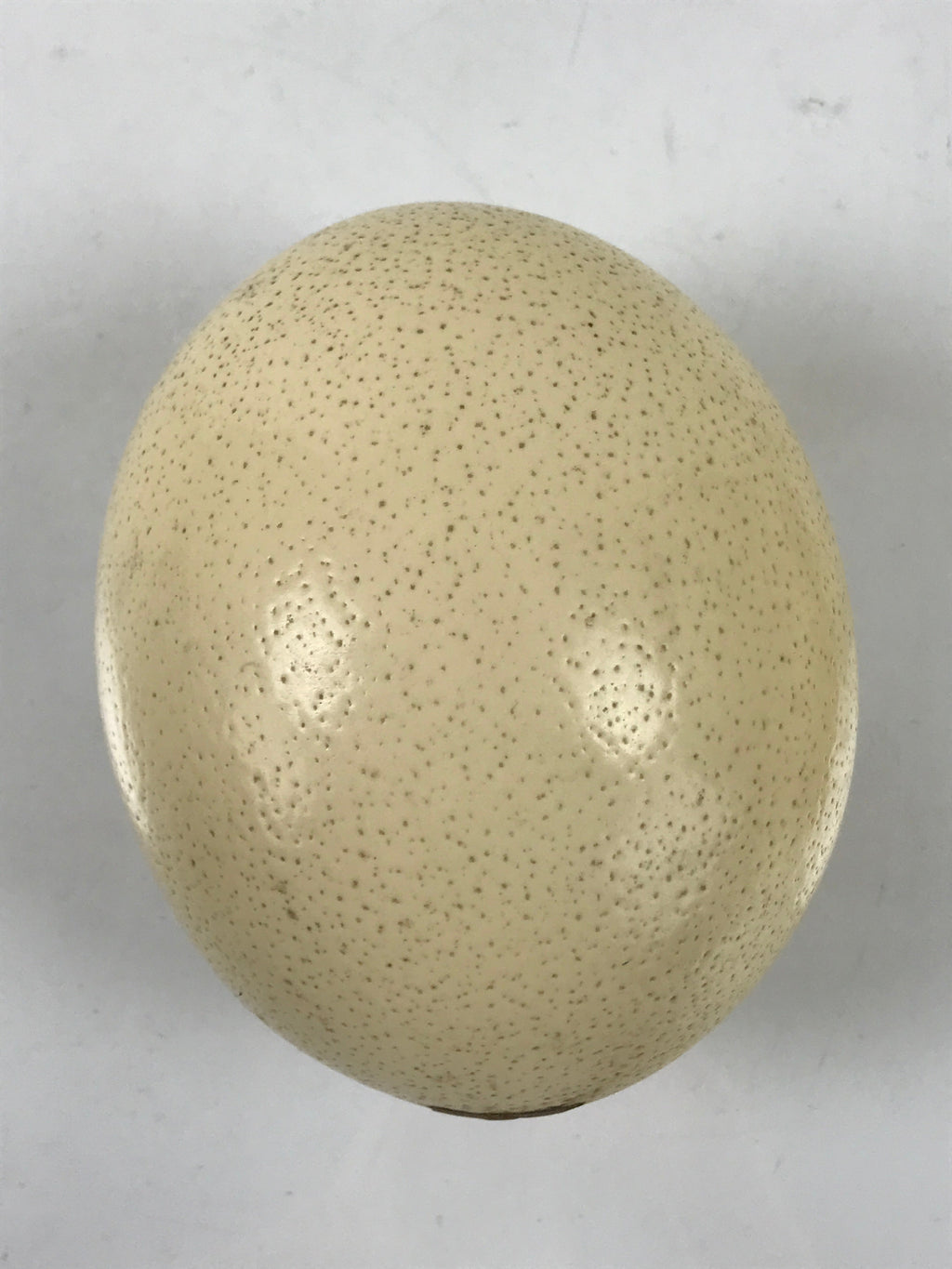 African Decorative Souvenir Ostrich Eggshell Only Vtg Blank Surface Pillow ST12