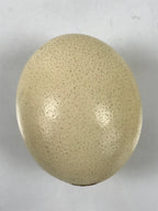 African Decorative Souvenir Ostrich Eggshell Only Vtg Blank Surface Pillow ST12