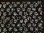 Antique Japanese Ise Katagami Paper Kimono Stencil Katazome Plant Leaves A852