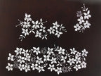 Antique Japanese Katagami Kimono Paper Stencil Katazome Climbing Flowers 4Y579