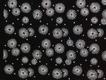 Antique Japanese Katagami Kimono Paper Stencil Katazome Floral Pattern 4Y667