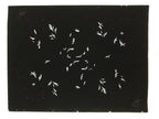 Antique Japanese Katagami Kimono Paper Stencil Katazome Plant Leaf Design 4Y693