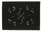 Antique Japanese Katagami Kimono Paper Stencil Katazome Plant Leaf Design 4Y693