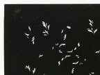 Antique Japanese Katagami Kimono Paper Stencil Katazome Plant Leaf Design 4Y693