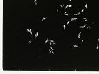 Antique Japanese Katagami Kimono Paper Stencil Katazome Plant Leaf Design 4Y693