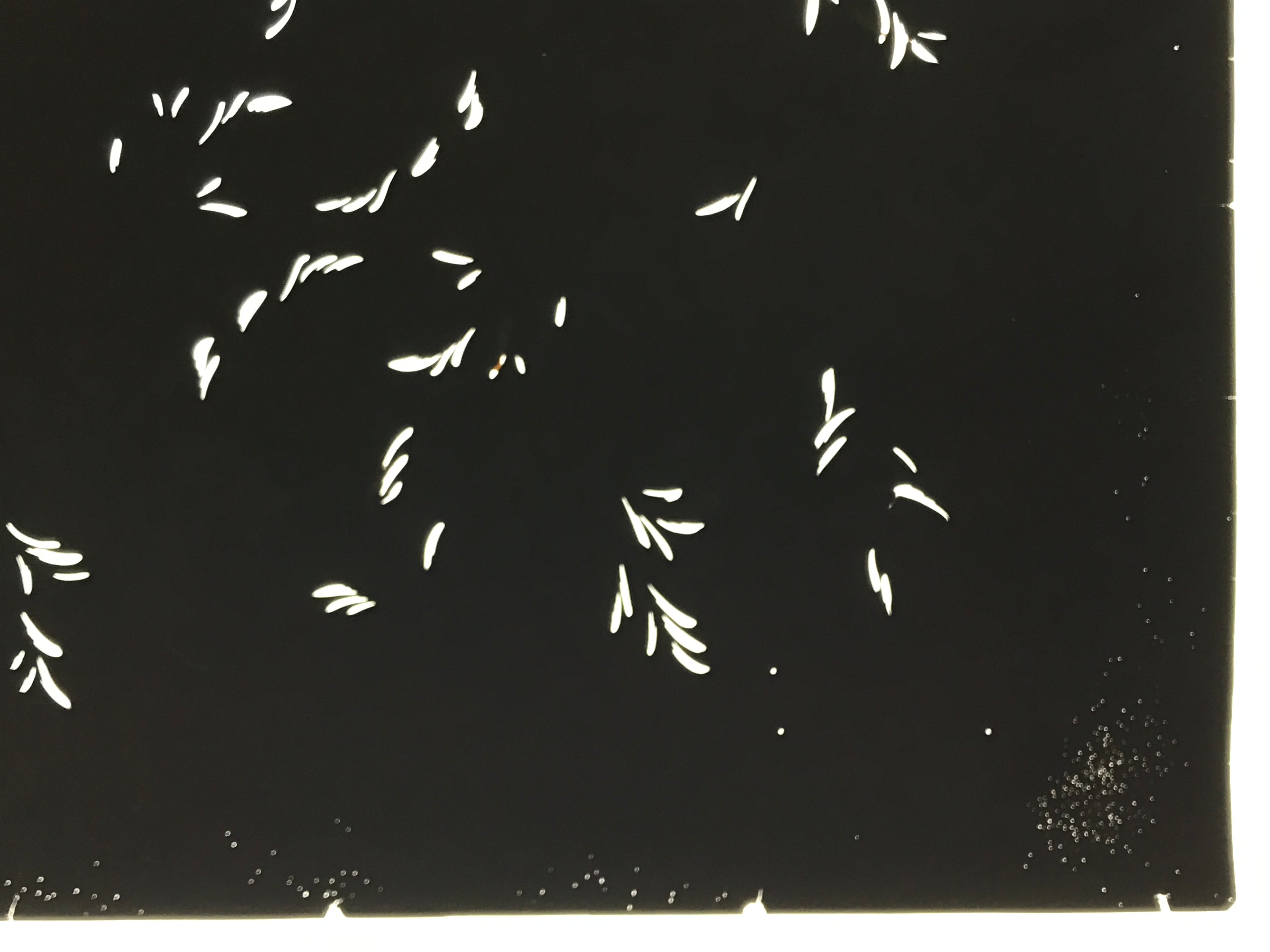 Antique Japanese Katagami Kimono Paper Stencil Katazome Plant Leaf Design 4Y693