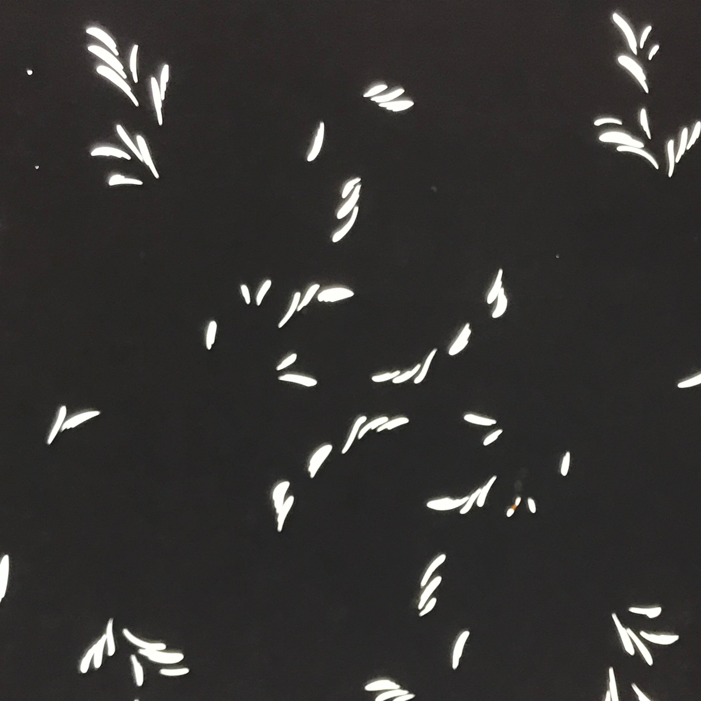 Antique Japanese Katagami Kimono Paper Stencil Katazome Plant Leaf Design 4Y693