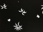 Antique Japanese Katagami Paper Kimono Stencil Chrysanthemum Petals Kiku A863