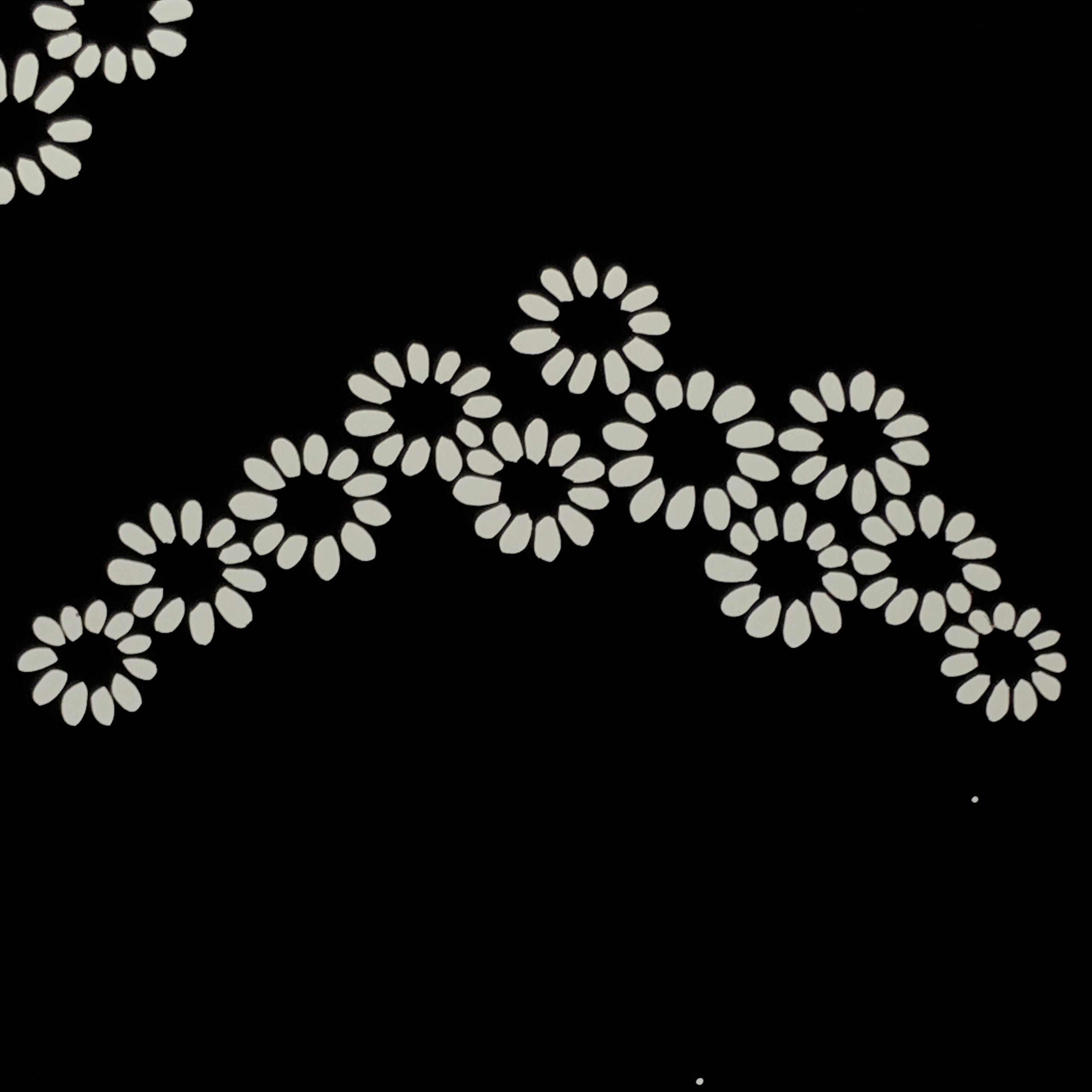 Antique Japanese Katagami Paper Kimono Stencil Katazome Chrysanthemum Kiku A839