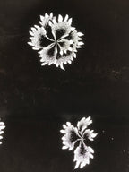 Antique Japanese Katagami Paper Kimono Stencil Katazome Flower Blooms C891