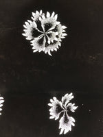 Antique Japanese Katagami Paper Kimono Stencil Katazome Flower Blooms C891