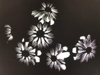 Antique Japanese Katagami Paper Kimono Stencil Katazome Flower Blooms C892