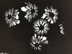 Antique Japanese Katagami Paper Kimono Stencil Katazome Flower Blooms C892