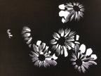 Antique Japanese Katagami Paper Kimono Stencil Katazome Flower Blooms C892