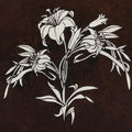 Antique Japanese Katagami Paper Kimono Stencil Katazome Lily Flowers Yuri A808