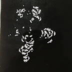 Antique Japanese Katagami Paper Kimono Stencil Katazome Peony Botan Petals C919