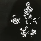 Antique Japanese Katagami Paper Kimono Stencil Katazome Peony Botan Petals C919
