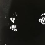Antique Japanese Katagami Paper Kimono Stencil Katazome Peony Botan Petals C919