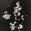 Antique Japanese Katagami Paper Kimono Stencil Katazome Peony Botan Petals C919