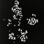 Antique Japanese Katagami Paper Kimono Stencil Katazome Peony Botan Petals C924