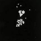 Antique Japanese Katagami Paper Kimono Stencil Katazome Peony Botan Petals C924
