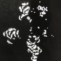 Antique Japanese Katagami Paper Kimono Stencil Katazome Peony Botan Petals C924