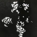 Antique Japanese Katagami Paper Kimono Stencil Katazome Peony Botan Petals C924