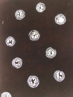 Antique Japanese Katagami Paper Kimono Stencil Katazome Rose Design C902
