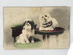 Antique Japanese Postcard 2 Small Dogs C1920 Animal Western Chair Color PC127