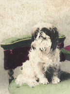 Antique Japanese Postcard 2 Small Dogs C1920 Animal Western Chair Color PC127