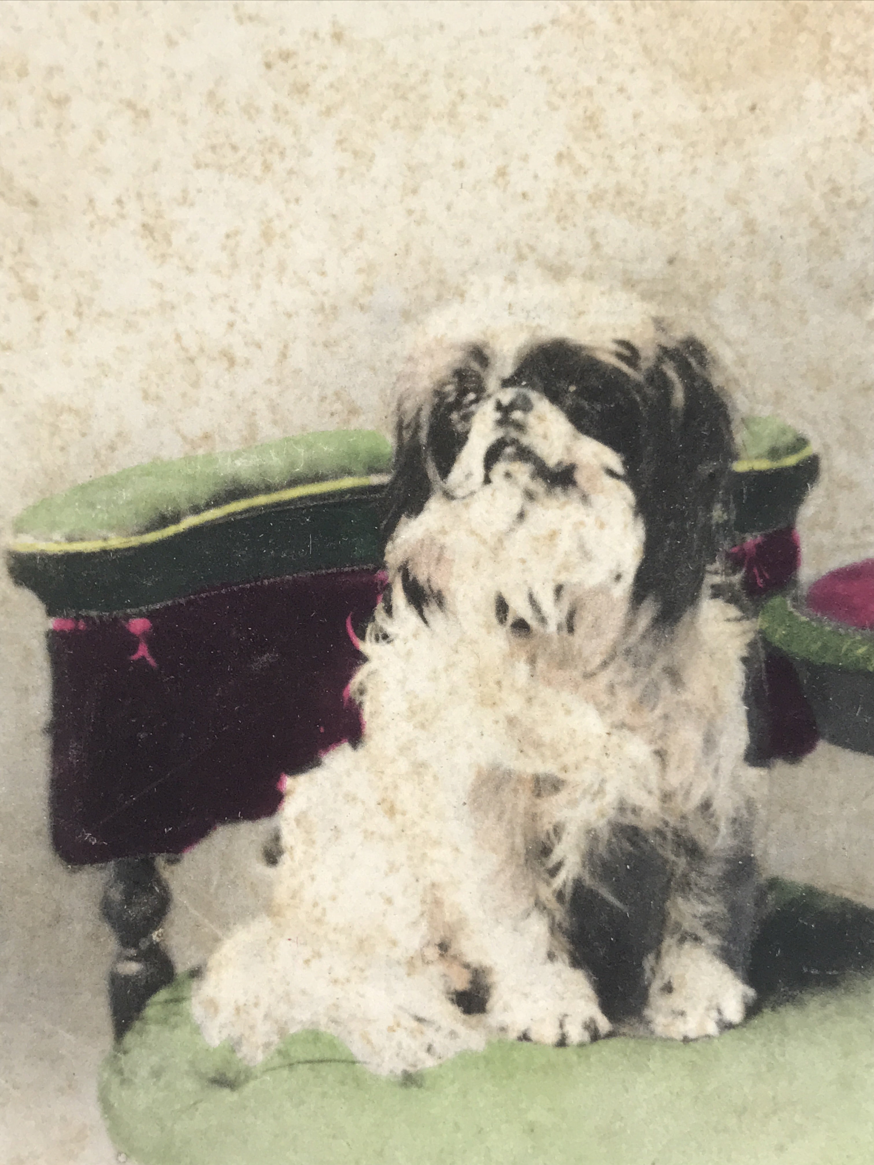 Antique Japanese Postcard 2 Small Dogs C1920 Animal Western Chair Color PC127