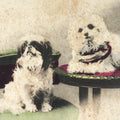 Antique Japanese Postcard 2 Small Dogs C1920 Animal Western Chair Color PC127