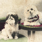 Antique Japanese Postcard 2 Small Dogs C1920 Animal Western Chair Color PC127