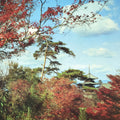 Japanese Large Postcard Kiyomizu Dera Vtg Kyoto Temple Autumn Scene Color PC207-AD - Photo-chidorivintage.com