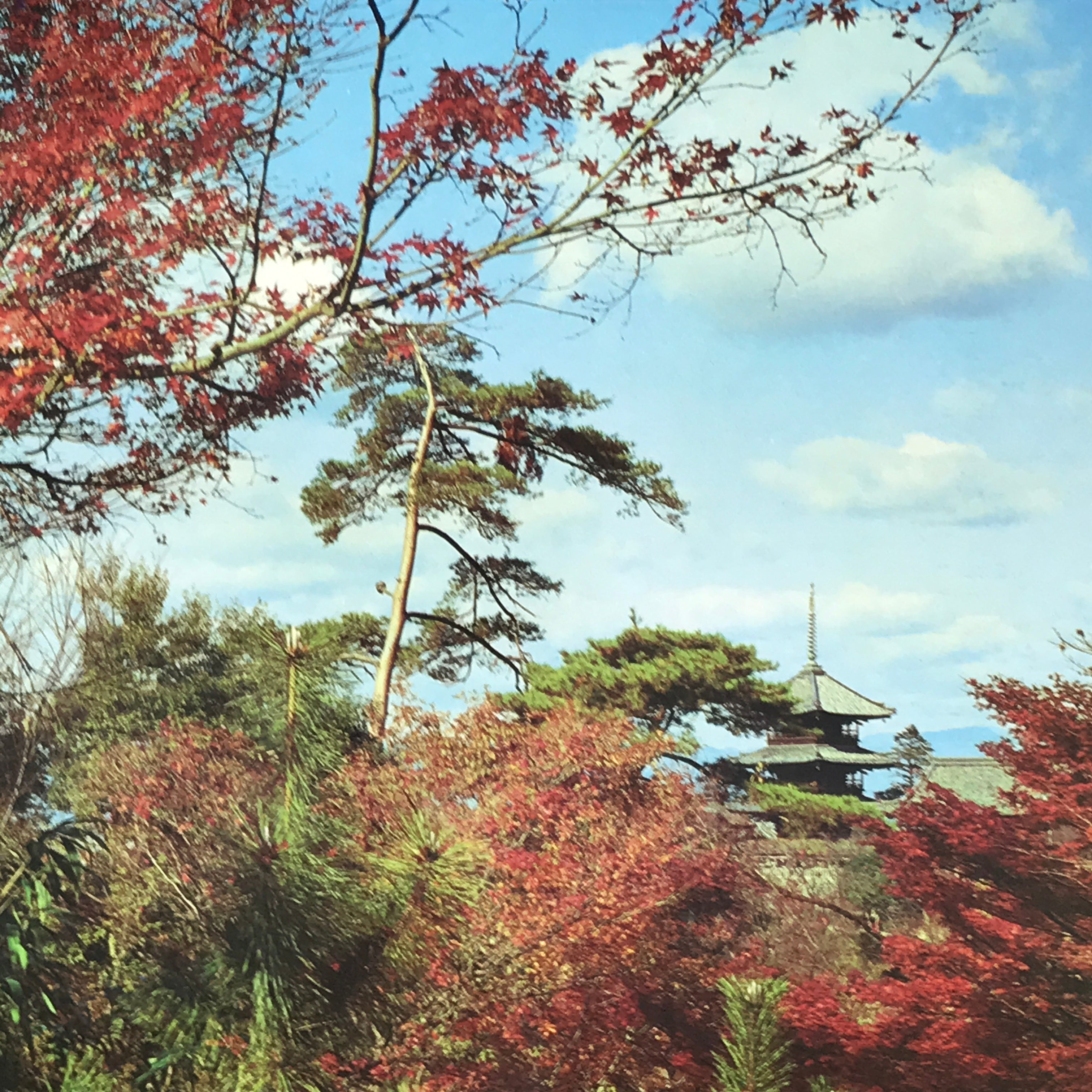 Japanese Large Postcard Kiyomizu Dera Vtg Kyoto Temple Autumn Scene Color PC207-AD - Photo-chidorivintage.com