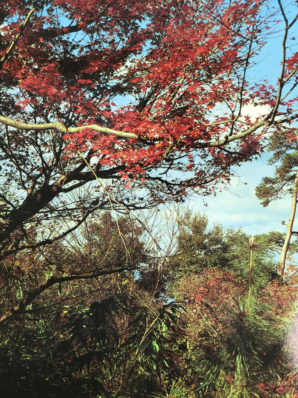 Japanese Large Postcard Kiyomizu Dera Vtg Kyoto Temple Autumn Scene Color PC207-AD - Photo-chidorivintage.com