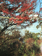 Japanese Large Postcard Kiyomizu Dera Vtg Kyoto Temple Autumn Scene Color PC207-AD - Photo-chidorivintage.com