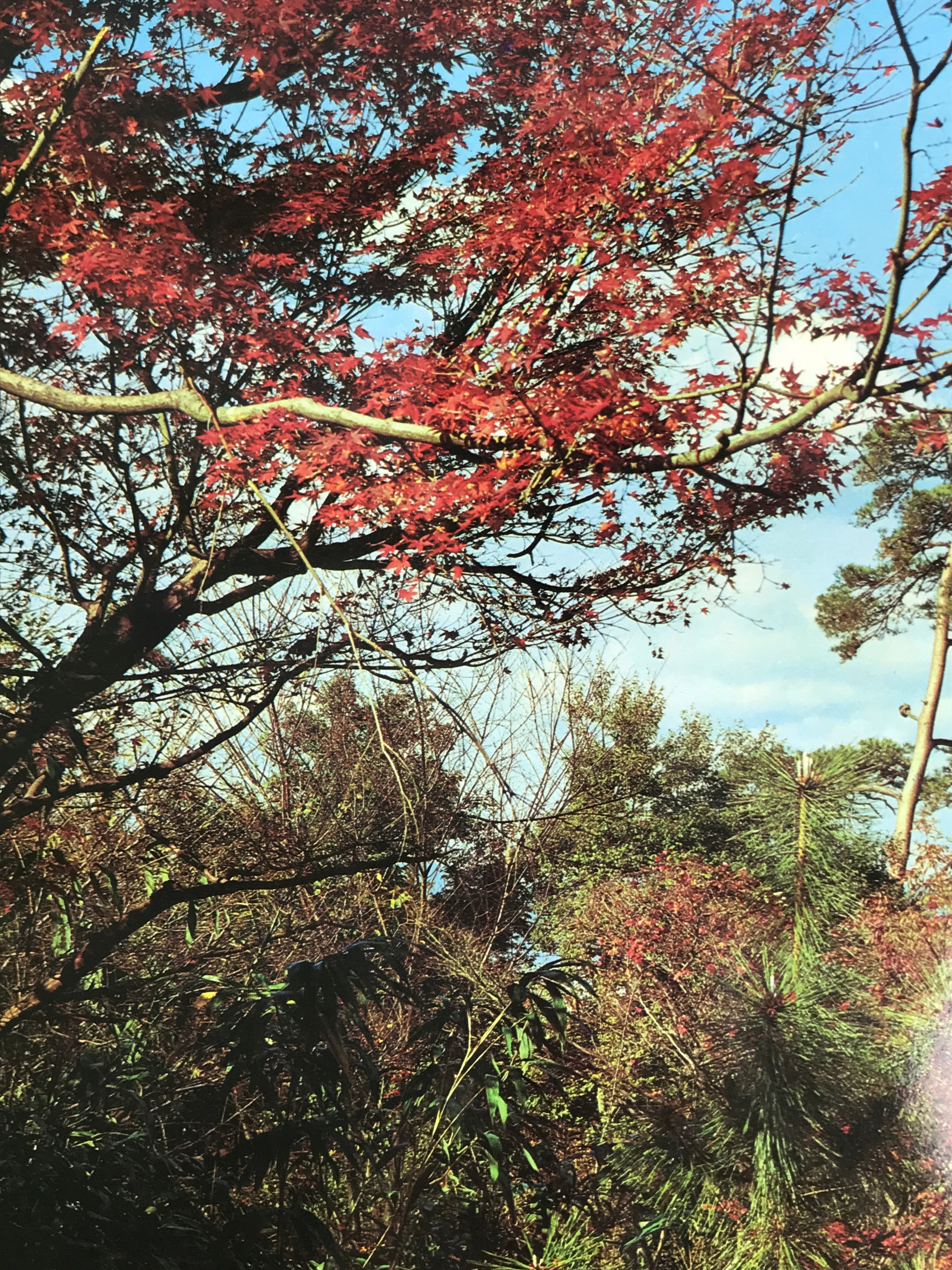 Japanese Large Postcard Kiyomizu Dera Vtg Kyoto Temple Autumn Scene Color PC207-AD - Photo-chidorivintage.com