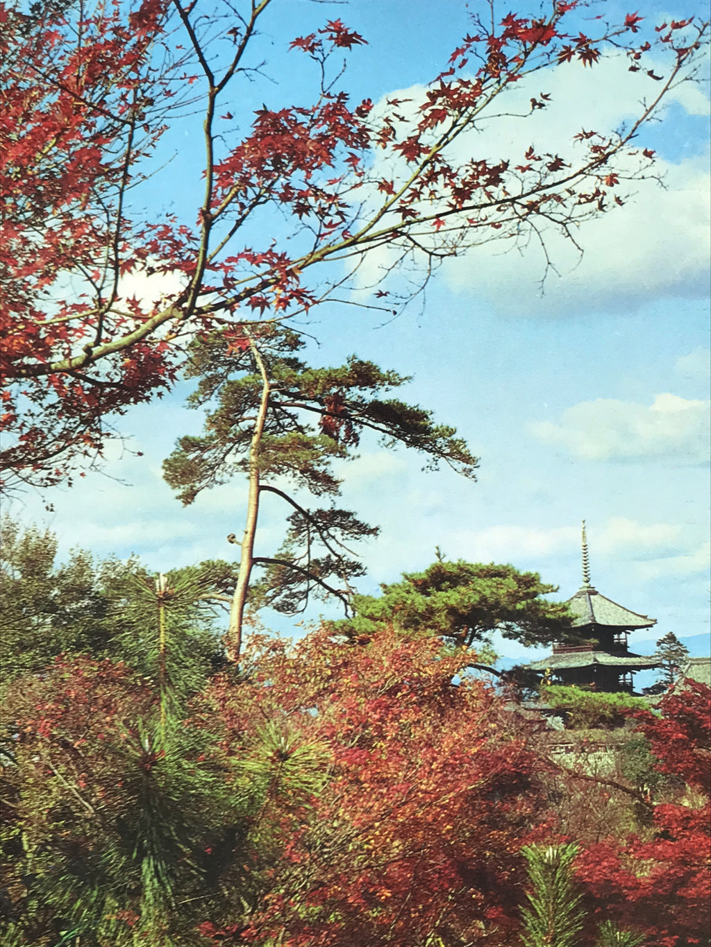 Japanese Large Postcard Kiyomizu Dera Vtg Kyoto Temple Autumn Scene Color PC207-AD - Photo-chidorivintage.com