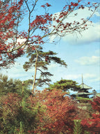 Japanese Large Postcard Kiyomizu Dera Vtg Kyoto Temple Autumn Scene Color PC207-AD - Photo-chidorivintage.com
