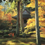 Japanese Large Postcard Sanzenin Temple Vtg Kyoto Autumn Garden Color PC208-AD - Photo-chidorivintage.com