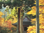 Japanese Large Postcard Sanzenin Temple Vtg Kyoto Autumn Garden Color PC208-AD - Photo-chidorivintage.com