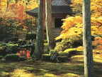 Japanese Large Postcard Sanzenin Temple Vtg Kyoto Autumn Garden Color PC208-AD - Photo-chidorivintage.com
