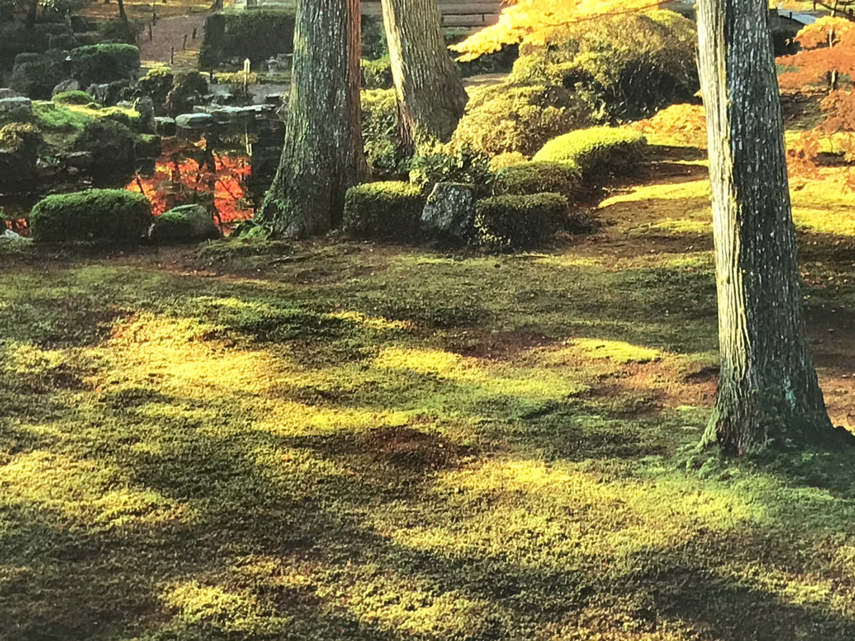 Japanese Large Postcard Sanzenin Temple Vtg Kyoto Autumn Garden Color PC208-AD - Photo-chidorivintage.com