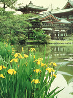 Japanese Large Postcard Byodoin Temple Kyoto Buddhist Phoenix Hall Color PC209-AD - Photo-chidorivintage.com