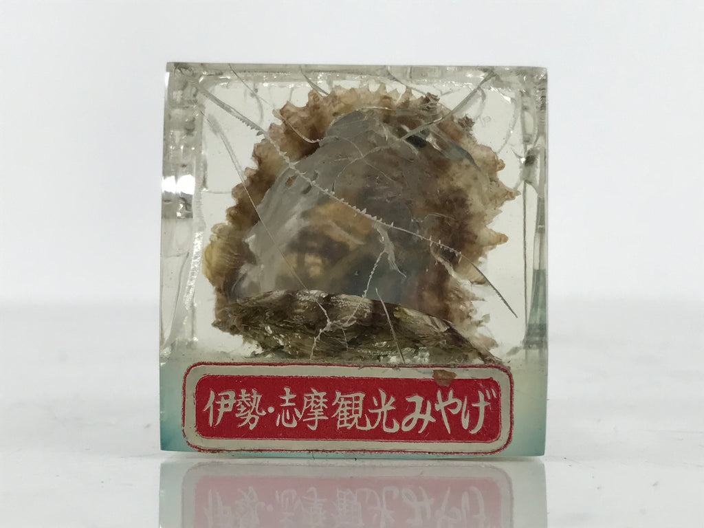 Japanese Akoya Pearl Resin Cube Oyster Display Vtg Ise Shima Toba Souvenir ST116-AD - Figurines-chidorivintage.com