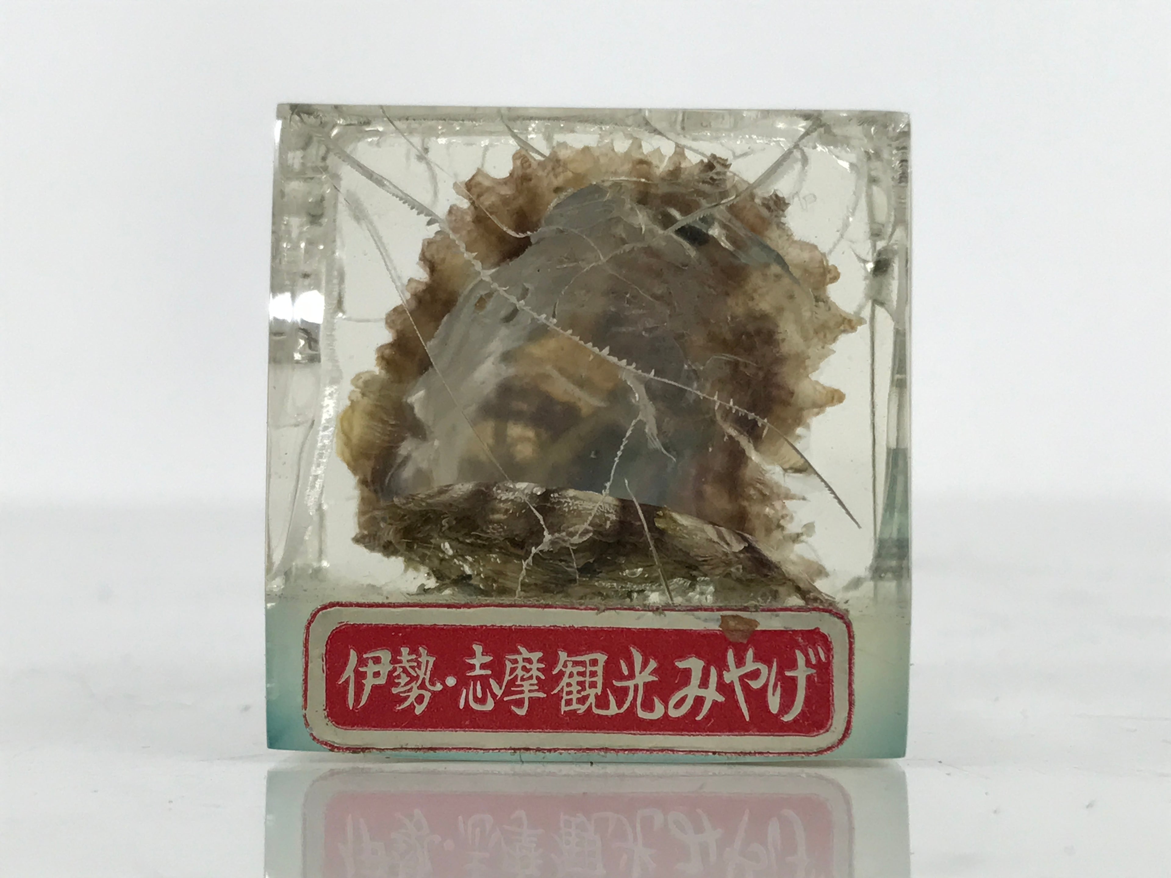 Japanese Akoya Pearl Resin Cube Oyster Display Vtg Ise Shima Toba Souvenir ST116-AD - Figurines-chidorivintage.com