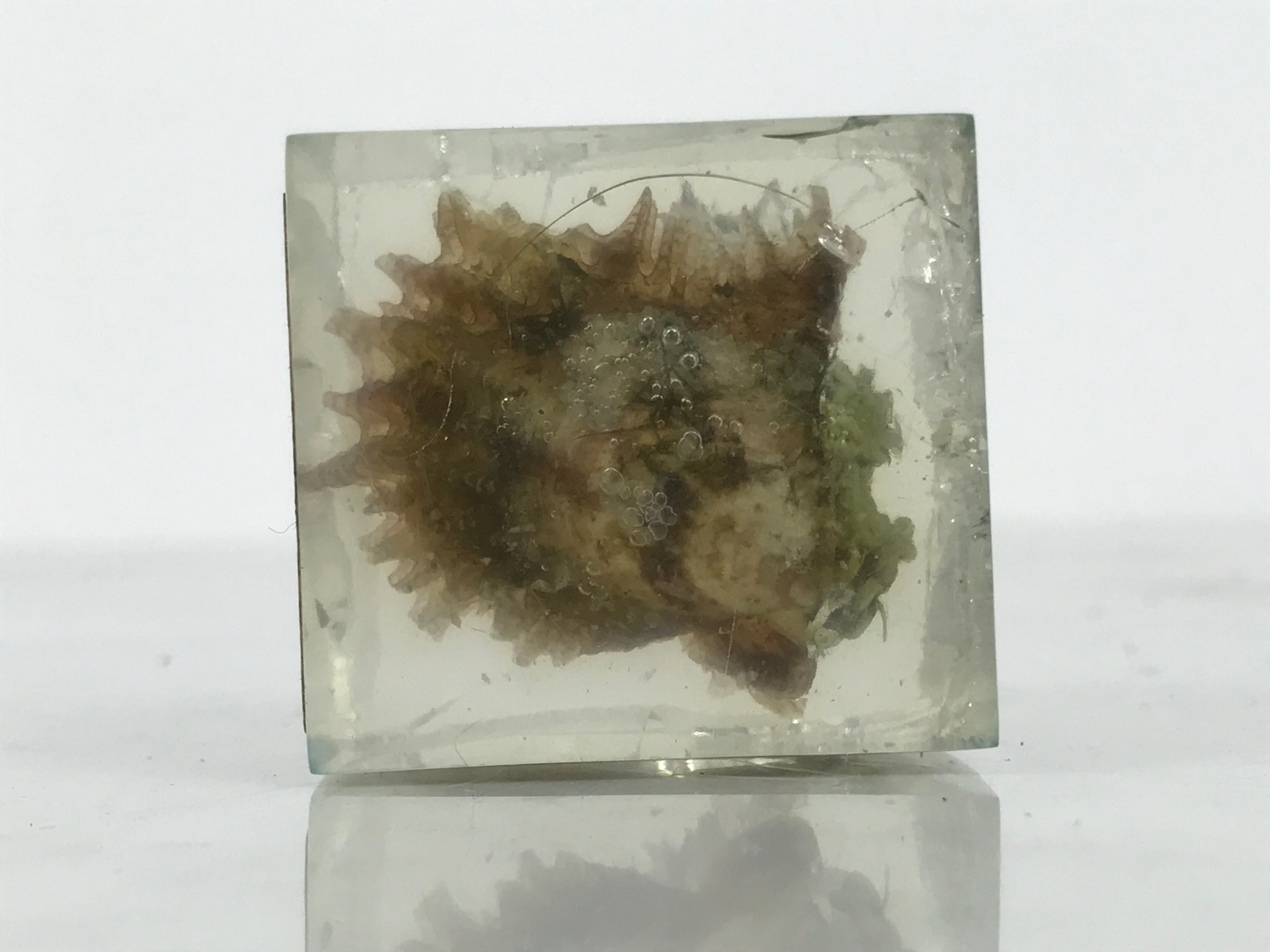 Japanese Akoya Pearl Resin Cube Oyster Display Vtg Ise Shima Toba Souvenir ST116-AD - Figurines-chidorivintage.com