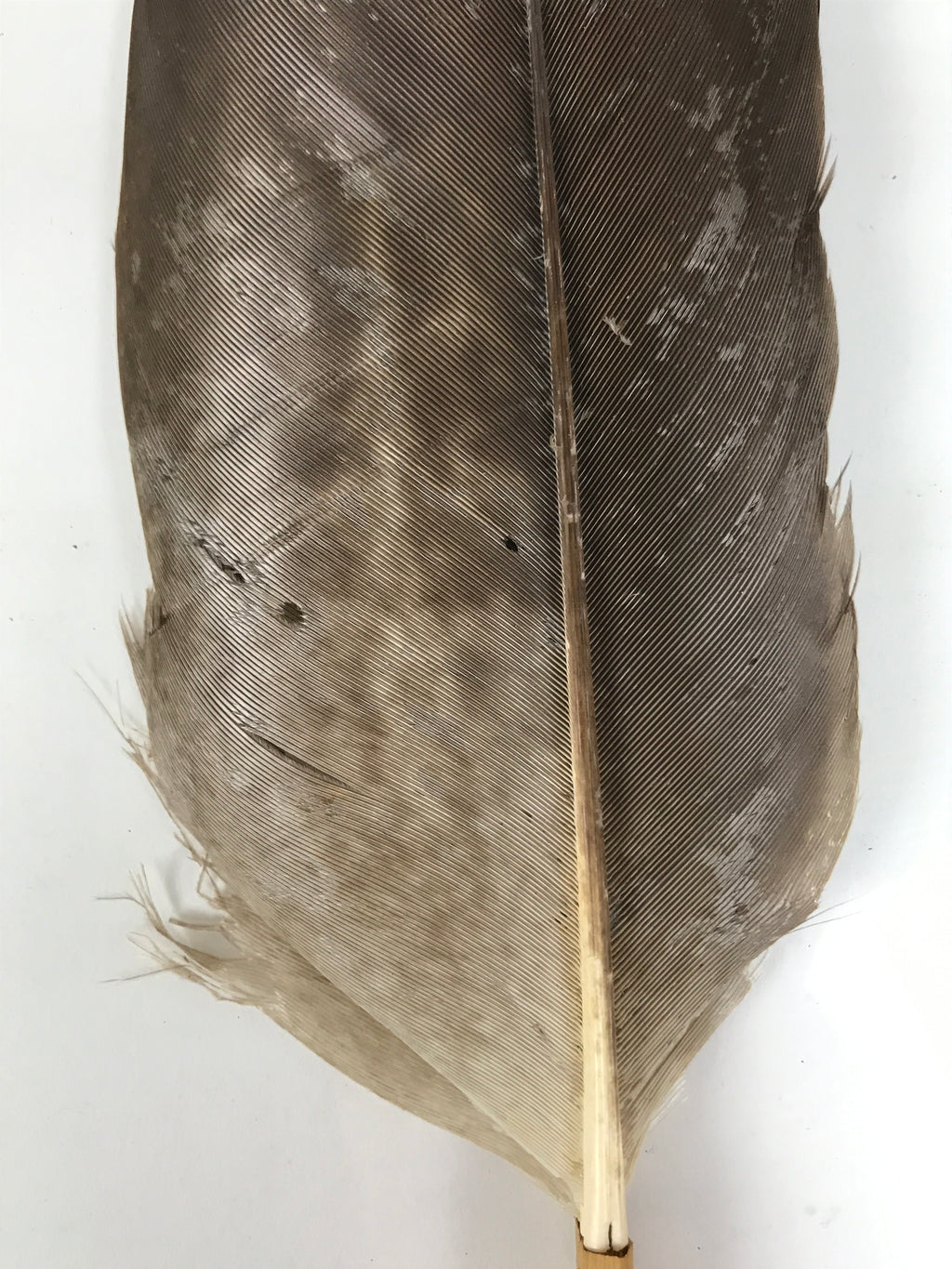 Japanese Feather Brush Broom Haboki Vtg Tsumami Hane Tea Ceremony Sado JK947-OT - Misc-chidorivintage.com