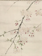Japanese Hanging Scroll Kakejiku Vtg Sakura Cherry Blossoms Flower Color KJ230-AD - Scroll-chidorivintage.com
